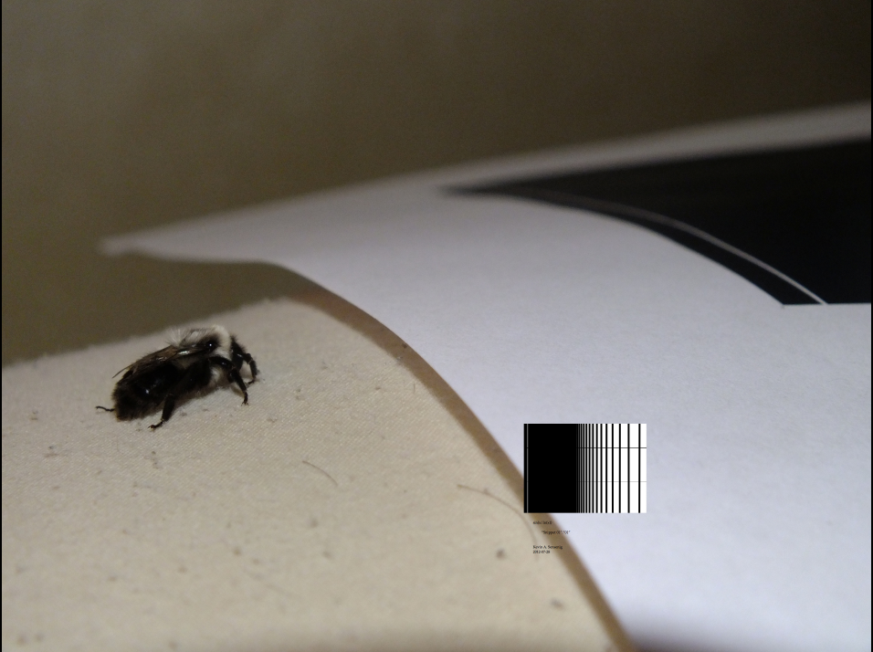 bee with graph
